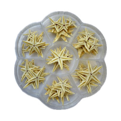 SS001 to SS005 Sea Shell (Pack Of 50gm)