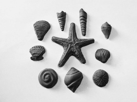 Ocean Shell Mold TM051