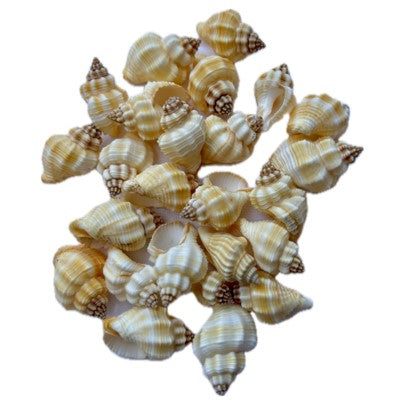 SS001 to SS005 Sea Shell (Pack Of 50gm)