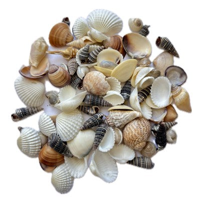 SS001 to SS005 Sea Shell (Pack Of 50gm)
