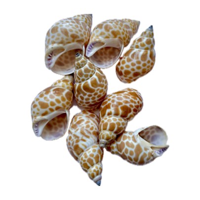SS001 to SS005 Sea Shell (Pack Of 50gm)