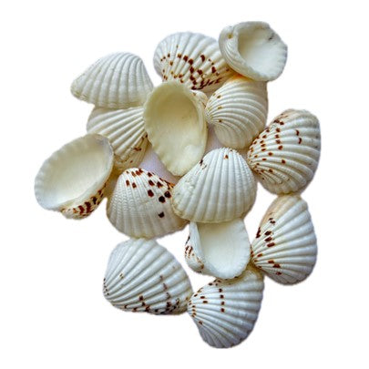 SS001 to SS005 Sea Shell (Pack Of 50gm)