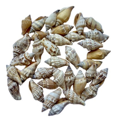SS001 to SS005 Sea Shell (Pack Of 50gm)